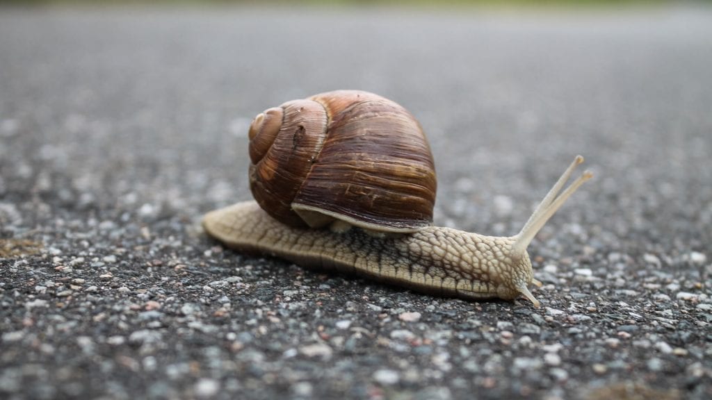 Slow and Steady Wins Race