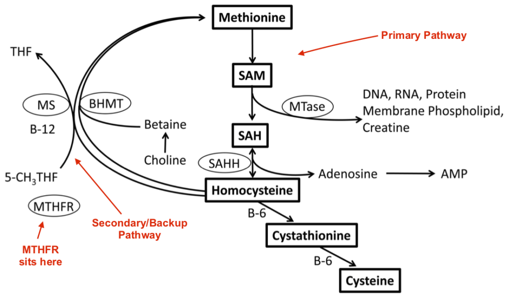 MTHFR is a secondary pathway and only 30% expressive.