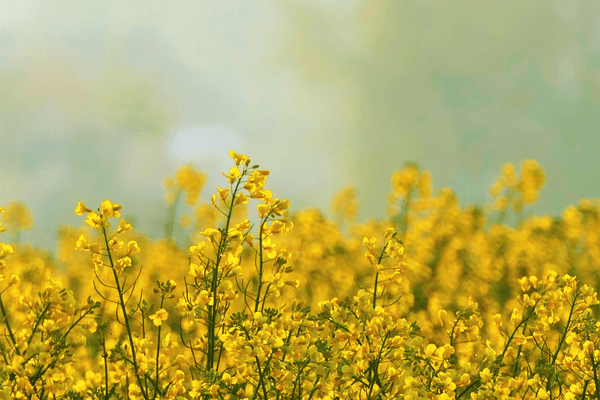 Food Intelligence: The Impact of Seed Oils and Our Health