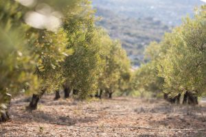 A view of olive trees growing in the countryside at evening time.